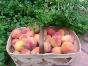 Basket full of Peaches in the Garden
