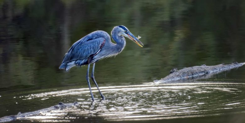 Catch a glimpse of a Blue Heron while bird watching near Chesapeake Bay