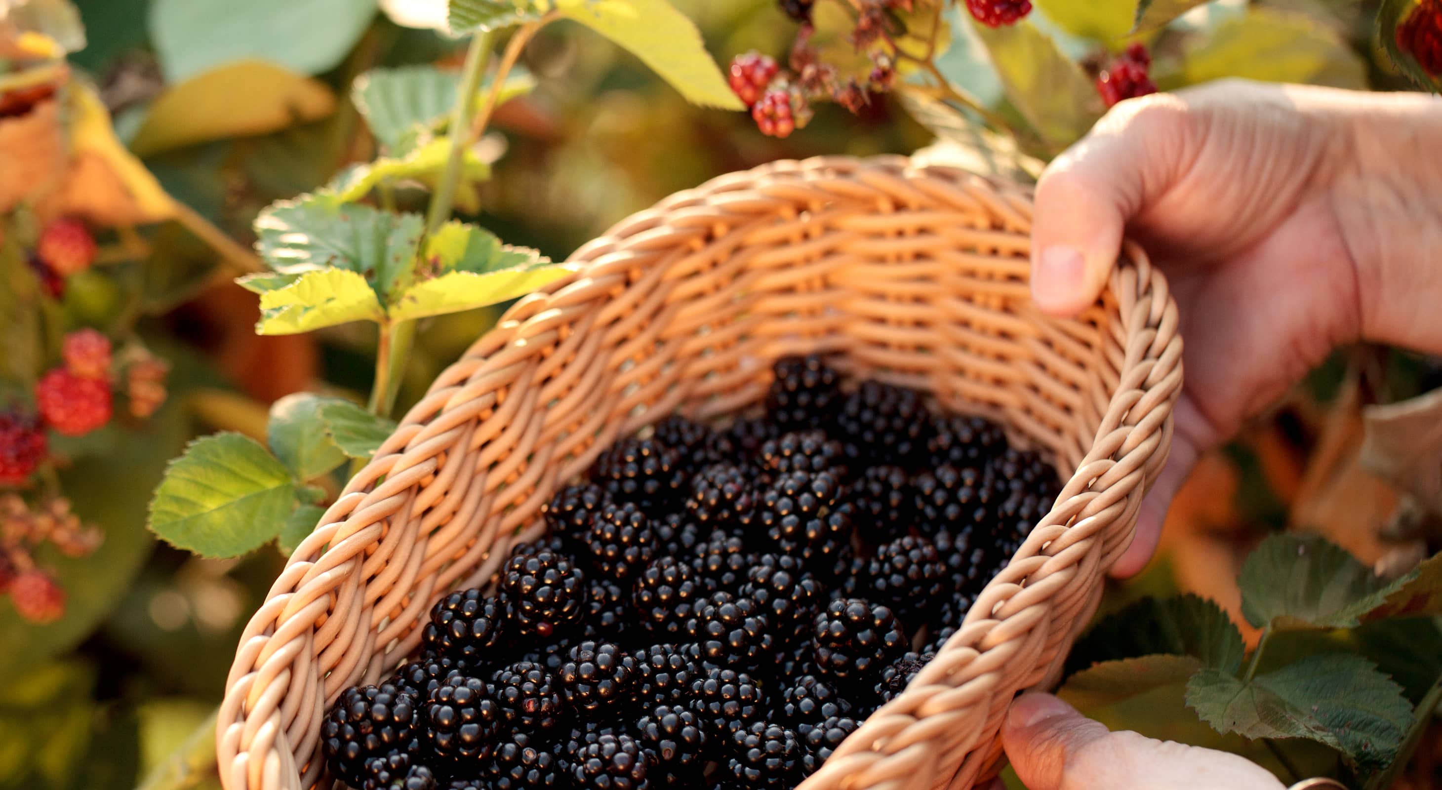 fresh picked blackberries