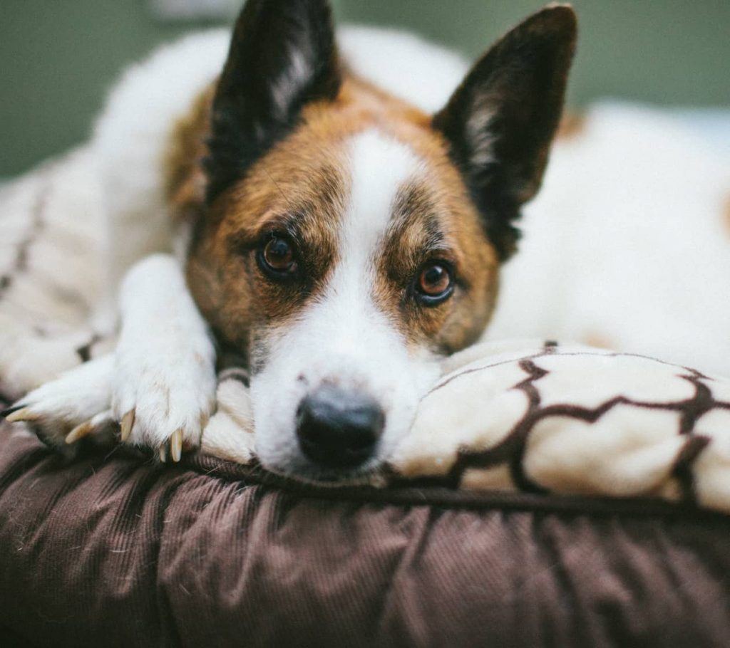 Chestertown, MD Bed and Breakfast Maryland Inn on the Eastern Shore