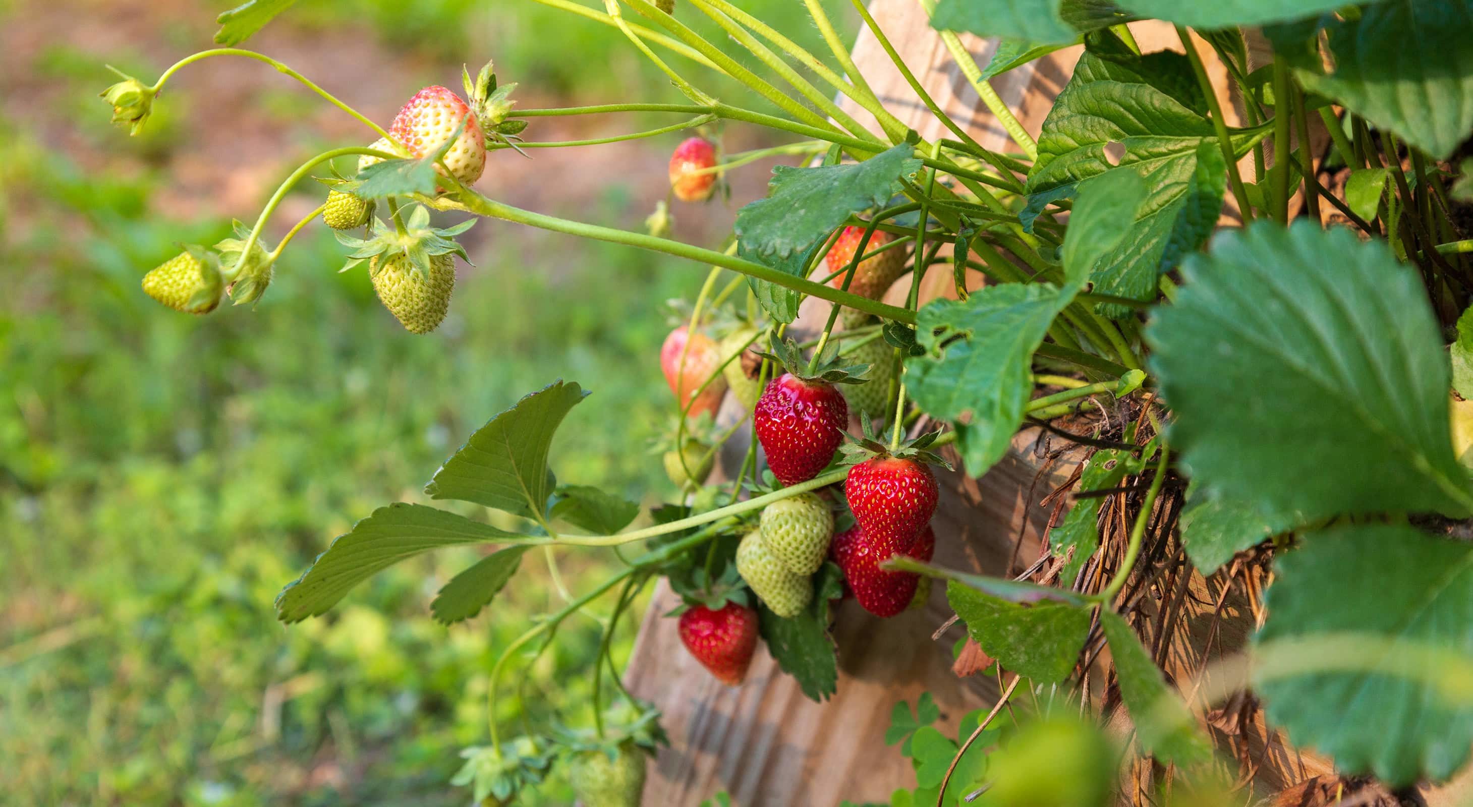 fresh strawberries from the inn gardens