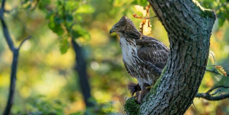 red-tailed hawk on a Maryland Eastern Shore birdwatching getaway