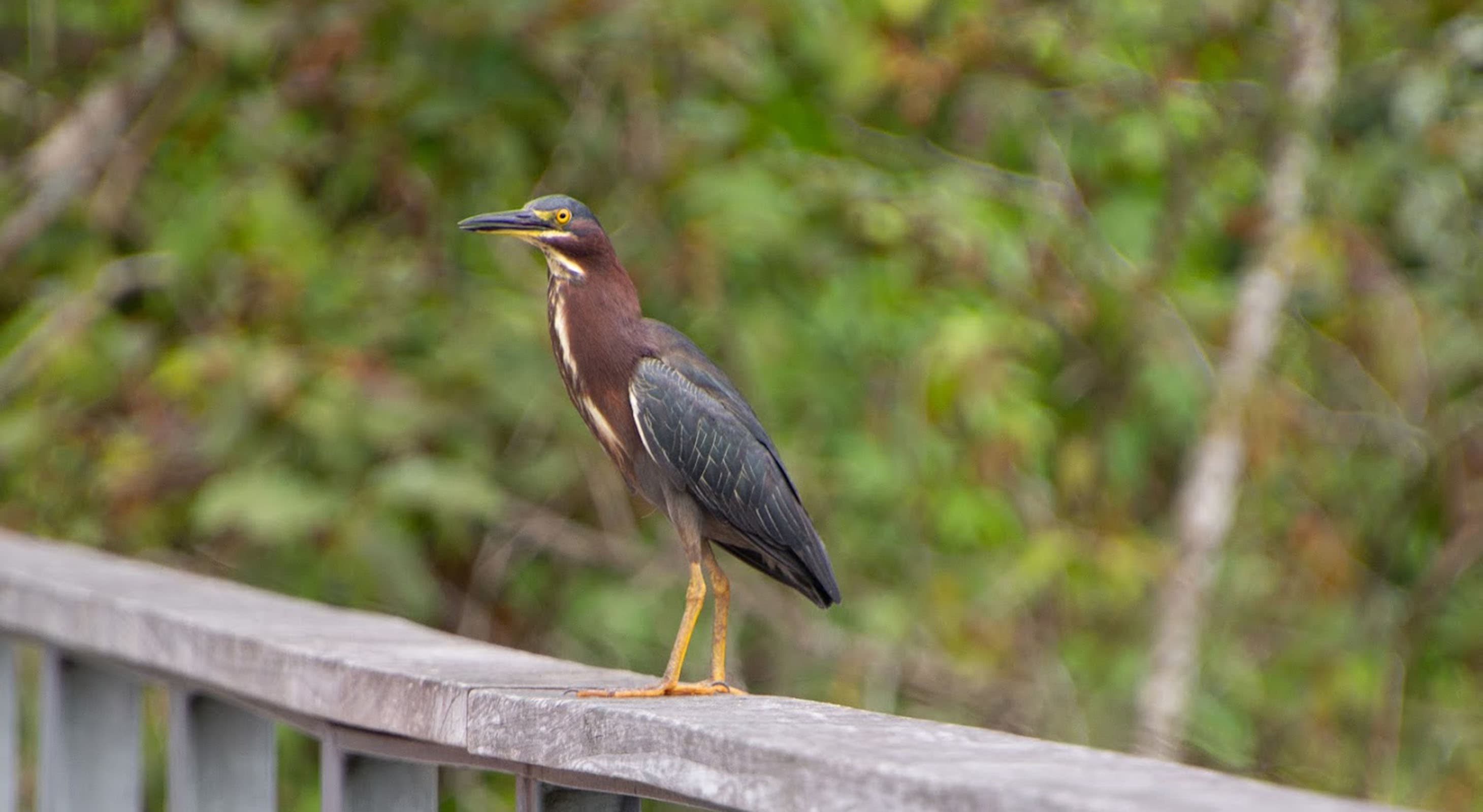 Bird in Nature at Adkins Arboretum
