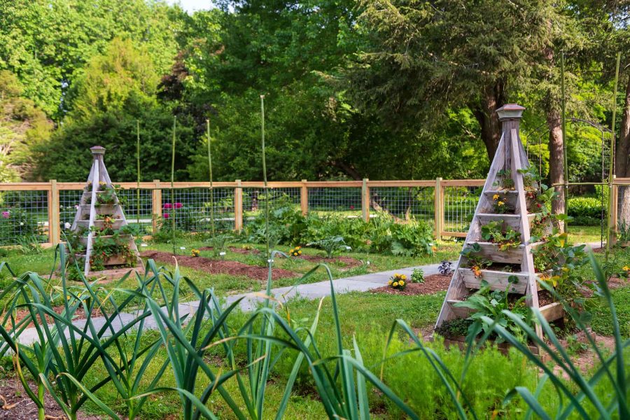 Vegetable and flower garden at our Hotel in Chestertown, MD