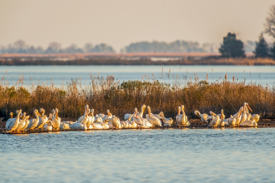 a flock of pelicans in the water at blackwater national wildlife refuge in Maryland