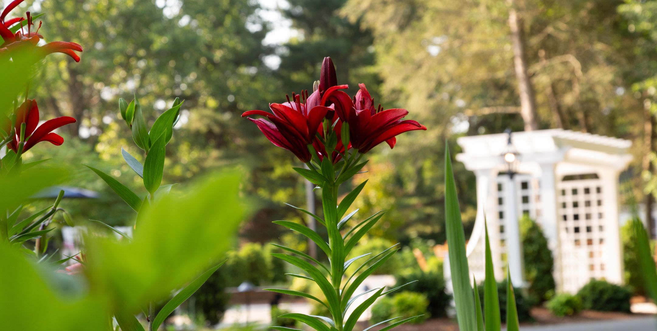 Close-up view of deep red lilies and a white trellis in the background