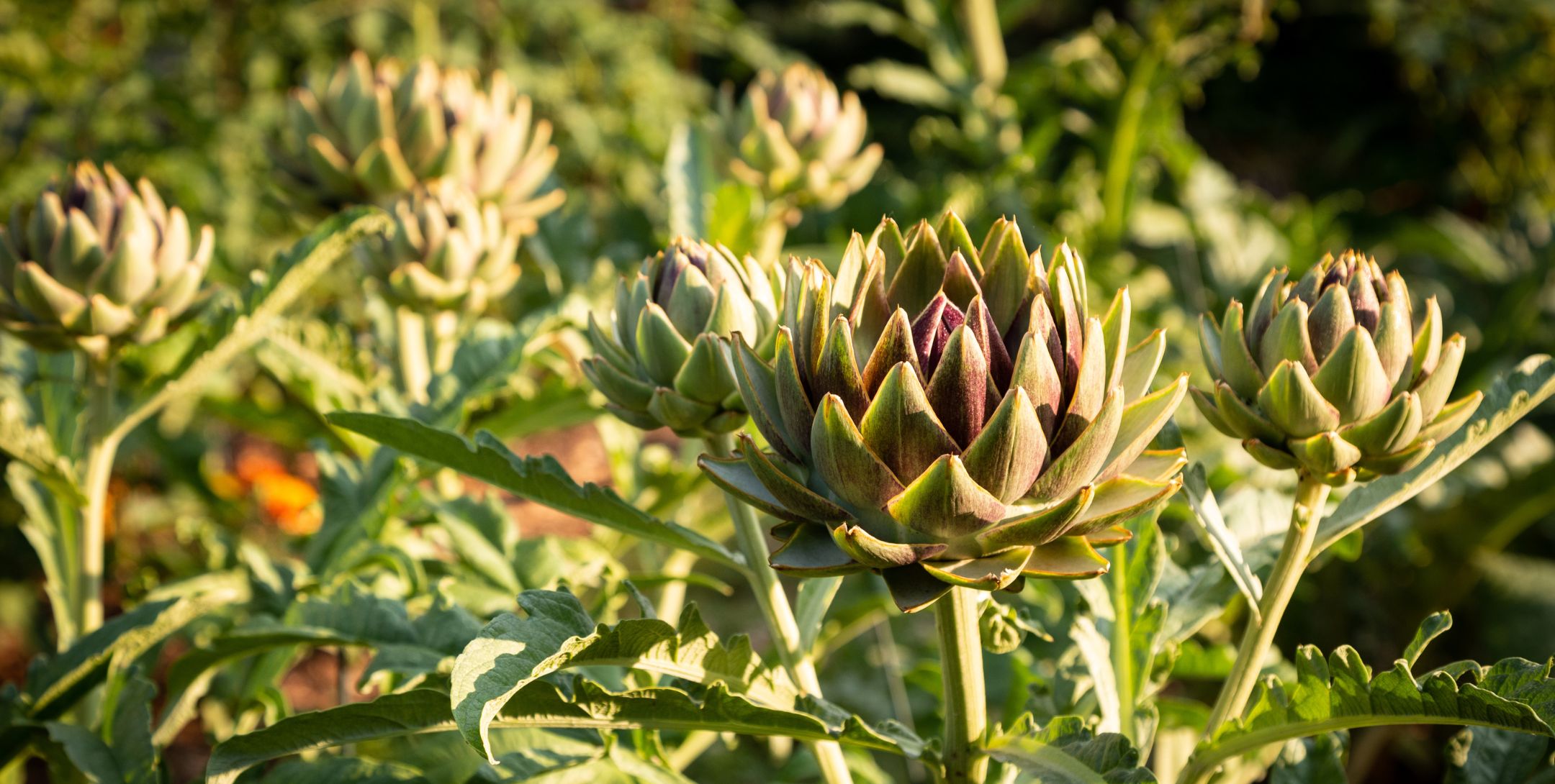Green and reddish artichokes growing outside the inn