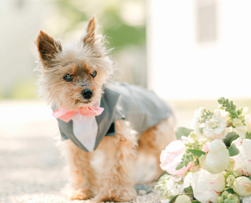 Small dog dressed like a groom next to bouquet