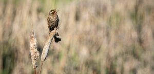 A saltmarsh sparrow sits atop a cattail 