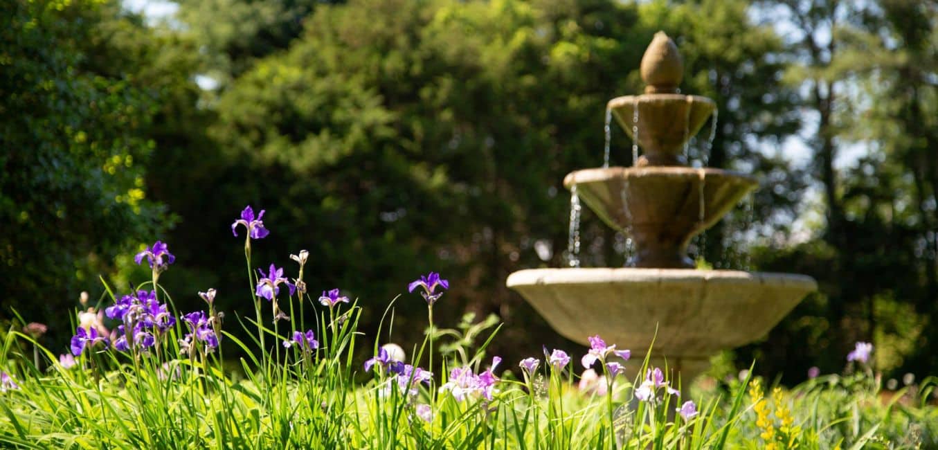 closeup of irises in bloom with cement fountain in blurred background