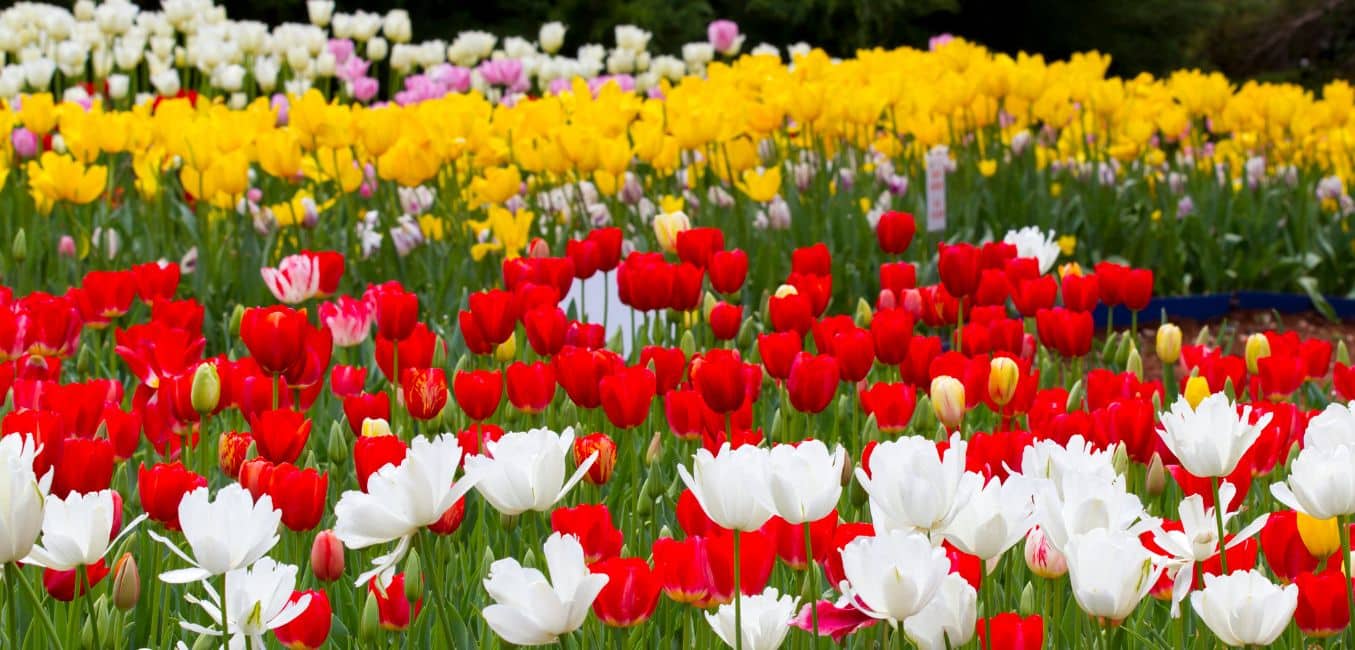 white, red, yellow, and pink tulips in flower beds