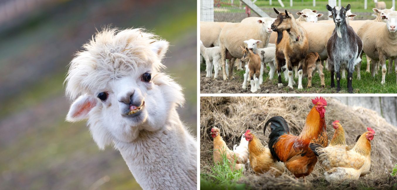 collage of an alpaca, goats and sheep, chickens and rooster