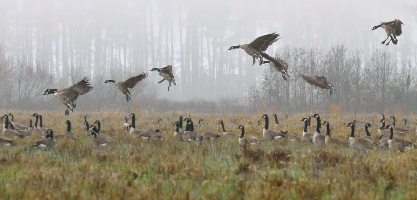 a flock of canadian geese landing in a foggy field iStock credit: Joesboy