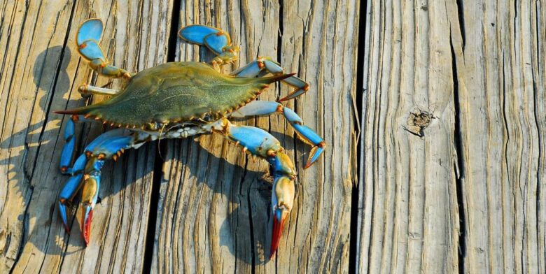maryland blue crab on wooden plank
