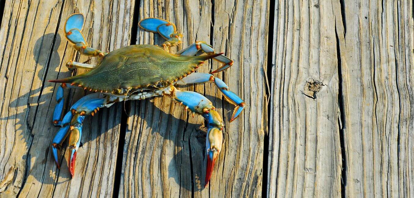 maryland blue crab on wooden plank